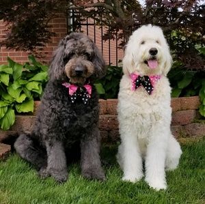 Meet your Posher, Sheri